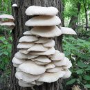 자연산 느타리 버섯 이미지