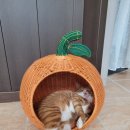 당근Story 이미지