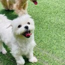 너는 내 댕댕 이미지