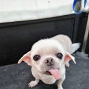 멍멍닷컴 이미지