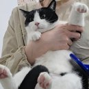 영블리 펫살롱 이미지