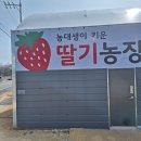 장기농장 | 3/28 '농대생이 키운 딸기농장'🍓 벤치마킹 방문후기