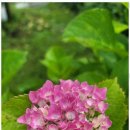 올래펜션민박 이미지