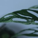 카페 사월오일 이미지