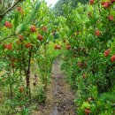 강정동-62 이미지