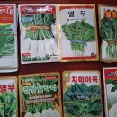 (나눔완료) 알타리, 열무, 아욱, 근대, 시금치 등 등 씨앗나눔 이미지