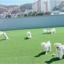 놀루오숑 이미지