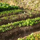 호범농장 이미지