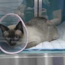 대치수동물병원 이미지