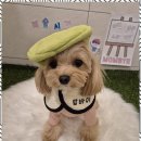 리본반려견 유치원 이미지