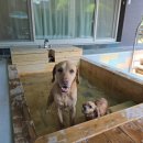 위드펫 빌리지 이미지