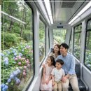 모노매니아 | 수국 마니아 화담숲 6월 절정, 모노레일 취소표 직접 잡고 온 현실 후기