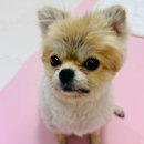 우리강아지 | 주문제작머그컵 후기 ! 우리 강아지가 쏙! (반려동물 굿즈 추천)