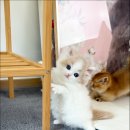 캣스토리고양이분양