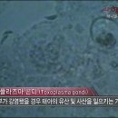 곤디 이미지