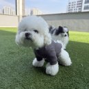 두잇디자인연구소 | 고양이 탈취제 두잇 퓨어다 멍냥 탈취제로 사용해본 후기
