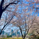 천안아산 근교 벚꽃 피크닉 지산공원