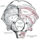 [E-book]Bartleby - Gray’s Anatomy 및 고전 문학, 참고 도서 무료로 이용. 이미지