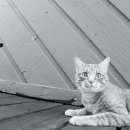 독한고양이 이미지