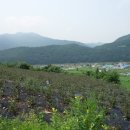 온달농장 이미지