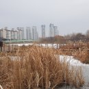 안산천 이미지