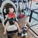 청평동물병원 네이버블로그
