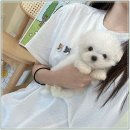 퍼피로그 강아지분양 창원점 이미지