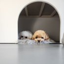 The dog 애견미용샵 네이버블로그