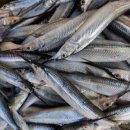 장승포항(지심도 도선) 이미지