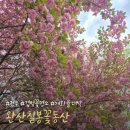 참사랑주유소 | 전북 전주 완산칠봉꽃동산 겹벚꽃 명소 개화율 대박 🌸