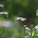 심화(心花) 이미지