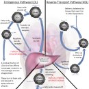 Re:Re:Introduction to Lipids and Lipoproteins 이미지