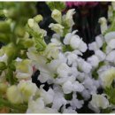 플라워천국 이미지