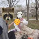 로하스대청공원 | 대전 벚꽃 명소 대청공원 | 금강로하스 데크길 피크닉 후기