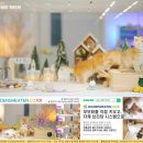 수원고양이분양 캣토리 | 수원고양이분양 후기 재택근무자가 털친구 맞이한 이야기