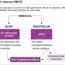 높은 β1-선택성과 산화질소생성의 β차단제 네비스톨정 1.25mg, 2.5mg, 5mg 이미지