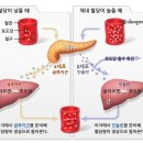 혈당(blood sugar) _ 리업필라테스 이미지