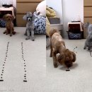 견생공감 이미지