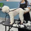 애견미용 이미지