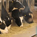 김진영농장 이미지