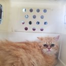 안중북로 이미지