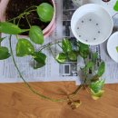 반려식물 원예화분 공예 | 다이소 원예용품 쇼핑 후기, 호야 분갈이 화분 천원에 해결