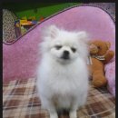 단비펫살롱 이미지