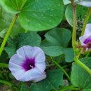 영자농장2 이미지