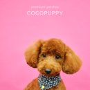 송이애견 이미지