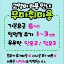 고양이 무마취 미용전문 이미지