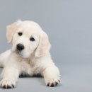 하이동물병원 이미지