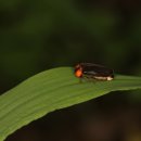 반딧불이 이미지