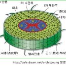 한국춘란(韓國春蘭)에 관한 기본 이해-1 이미지