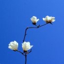 목련 - 태안군 해안관광로 510-5 | 목련